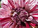 Parc floral 019